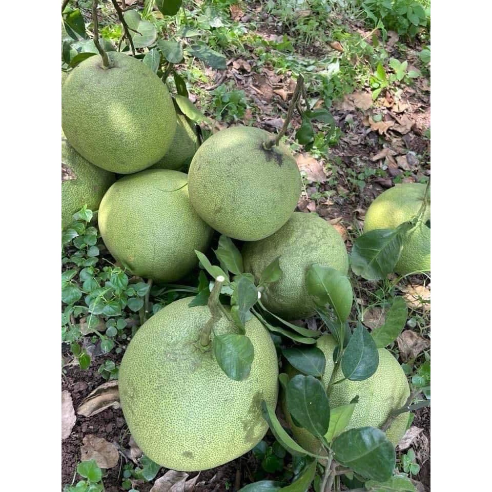 [ กล่องละ 6 ลูก ] ส้มโอขาวน้ำผึ้งพิจิตร ส้มโอสด น้ำหนัก 0.8 -1.0 กิโล เนื้อหวาน ไม่ขม อร่อย พร้อมส่ง