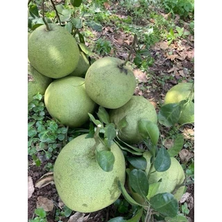 [ กล่องละ 6 ลูก ] ส้มโอขาวน้ำผึ้งพิจิตร ส้มโอสด น้ำหนัก 0.8 -1.0 กิโล เนื้อหวาน ไม่ขม อร่อย พร้อมส่ง