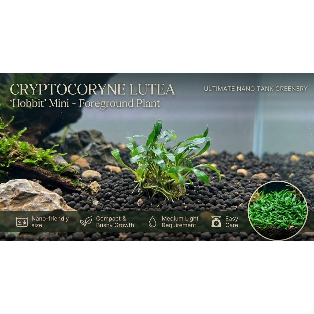 ต้นไม้น้ำCryptocoryne luteaไม้กลางตู้ไม้น้ำ