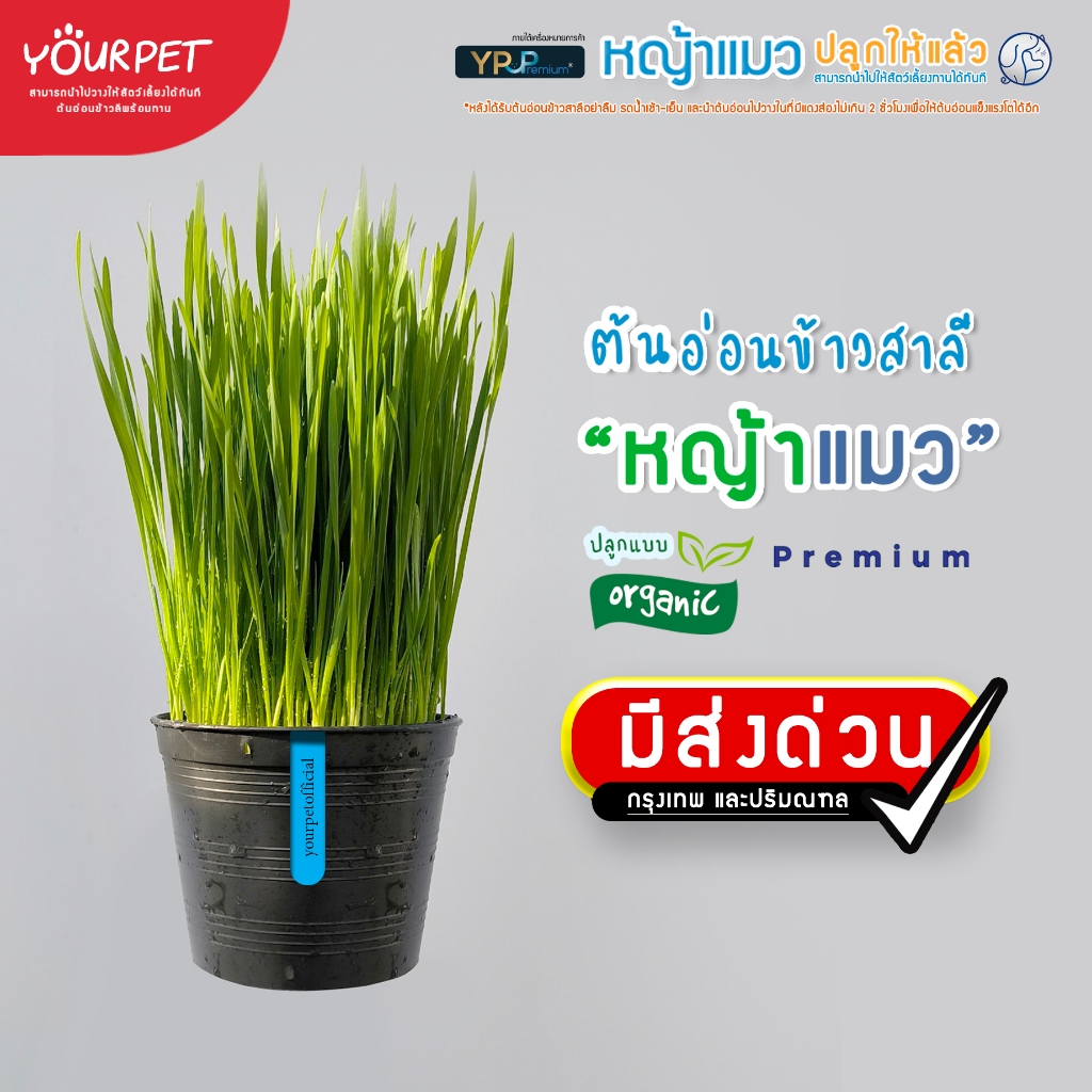 หญ้าแมว พร้อมทาน (แถมฟรี+จานรอง) ไม่ส่งต้นแก่!! สดใหม่ทุกวัน ออแกนิคสำหรับสัตว์เลี้ยง