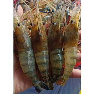กุ้งหัวแก้วไซส์30-40ตัวต่อโล กุ้งแม่น้ำคัดหัวแก้วล้วนๆ 95% แบ่งขายแพ็คละ1กิโลกรัม เป็นกุ้งสดจากบ่อแล้วนำไปแช่แข็ง