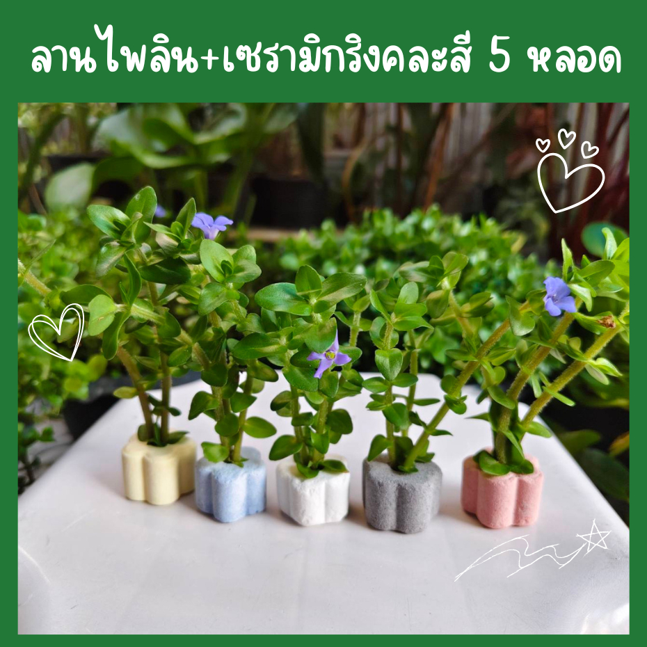 ต้นไม้น้ำลานไพลิน 5หลอด (กิ่งตัดสด) บาโคป้า พร้อมหลอดเซรามิกดอกไม้คละสี ออกรากไวเลี้ยงง่าย