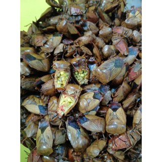 อาหารสำเร็จรูป แมงแคงค้อคั่ว บรรจุ100กรัม