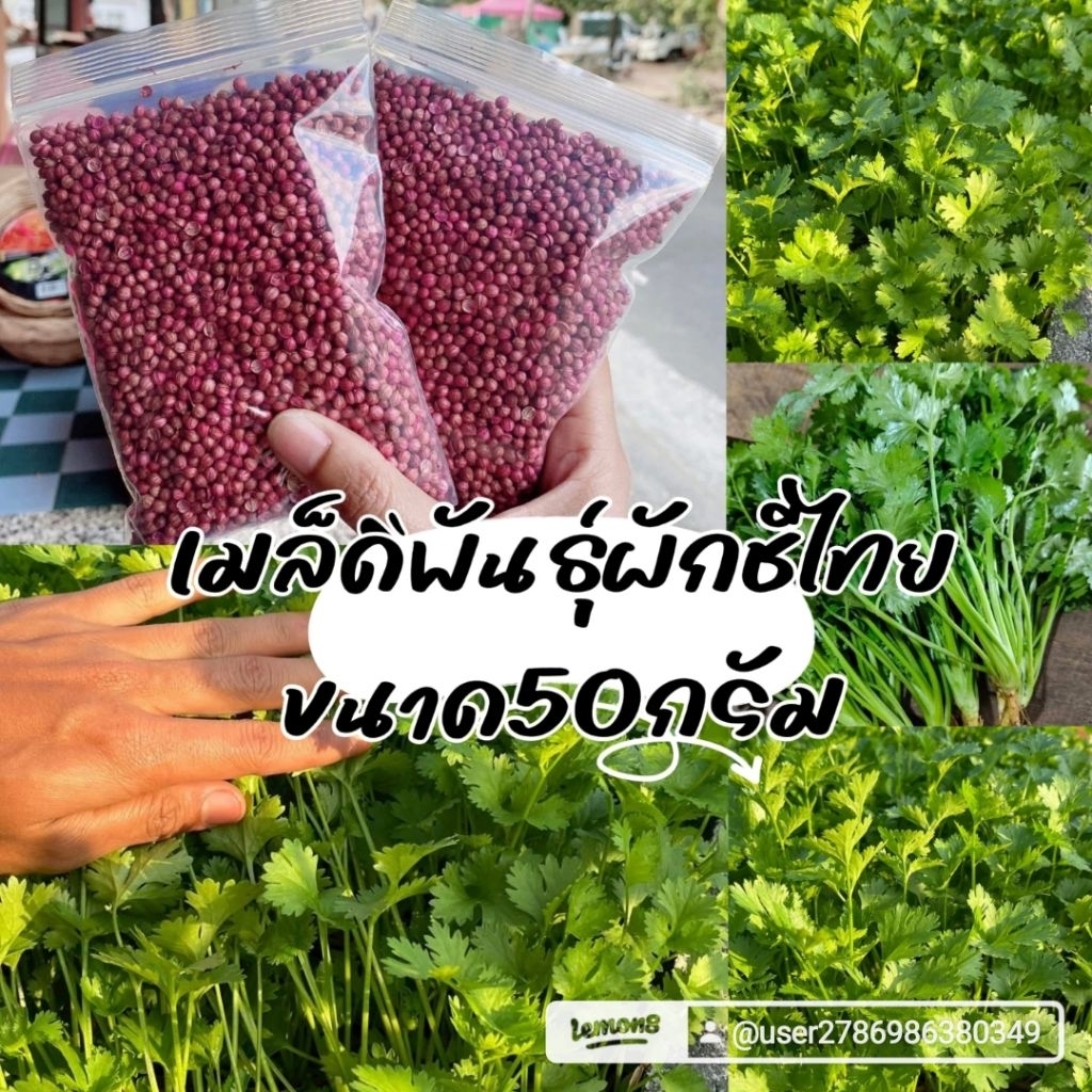 เมล็ดพันธุ์ผักชีไทย 50กรัม 49 บาทซื้อ2เเถม1