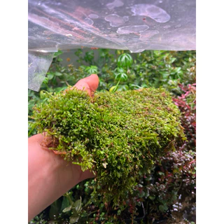 whipping moss วิปปิ้งมอสไทย สำหรับทำ เทอราเรี่ยม พาลูดาเลี่ยม เลี้ยงในน้ำมอสน้ำ ประดับตู้ปลา ตู้กุ้ง ขนาดใหญ่แน่นๆ