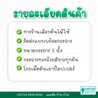 กระบองเพชร แคคตัส ต้นใหญ่ กระถางสีขาว 3 นิ้ว [จัดส่งทั้งกระถาง]