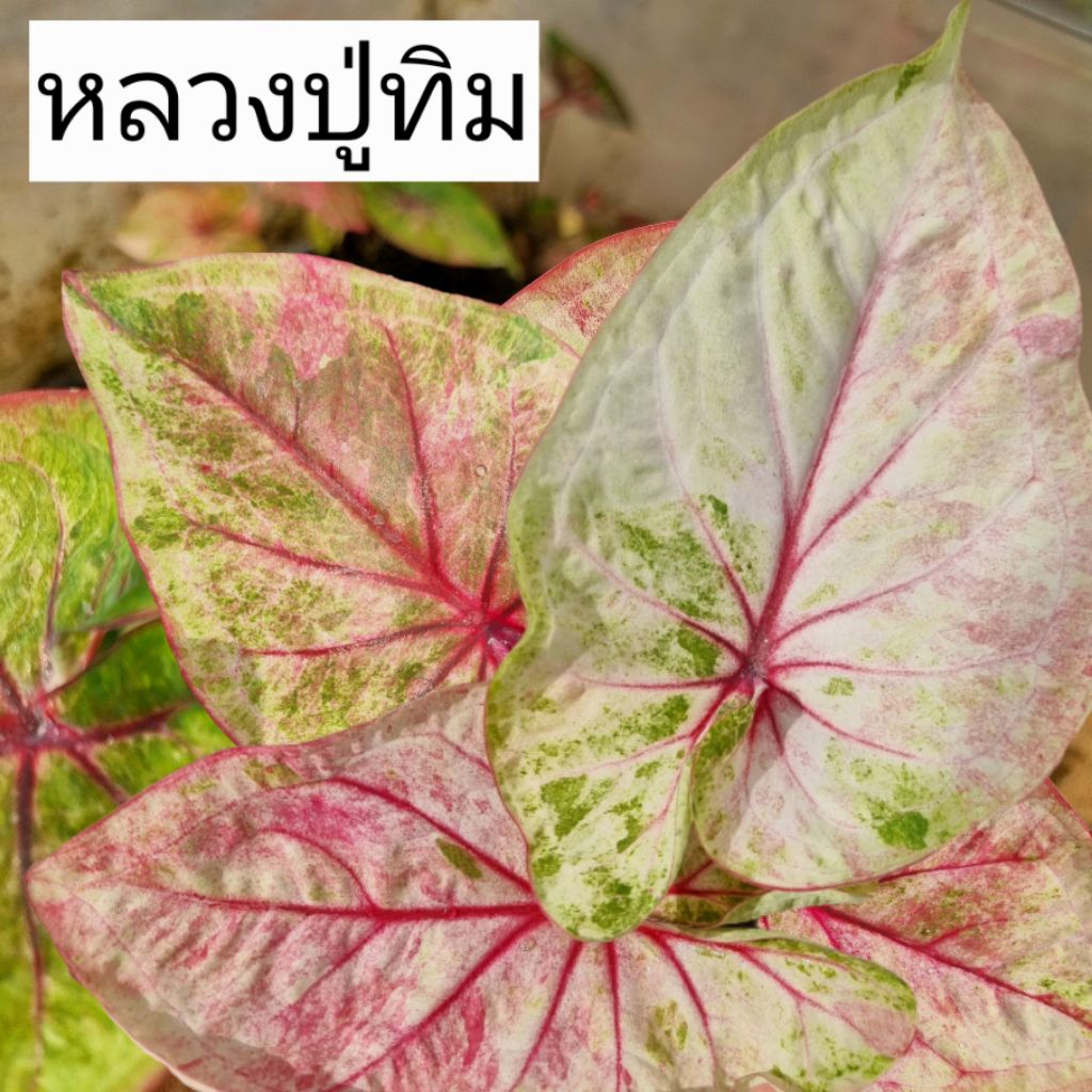 บอนสี หลวงปู่ทิม ส่งทั้งกระถาง 4 นิ้ว ขนาดตามรูปที่ 2-8 แชทเลือกต้นได้ค่ะ ไม้ฟอกอากาศ ไม้มงคล ไม้ประดับ ไม้สวยงาม