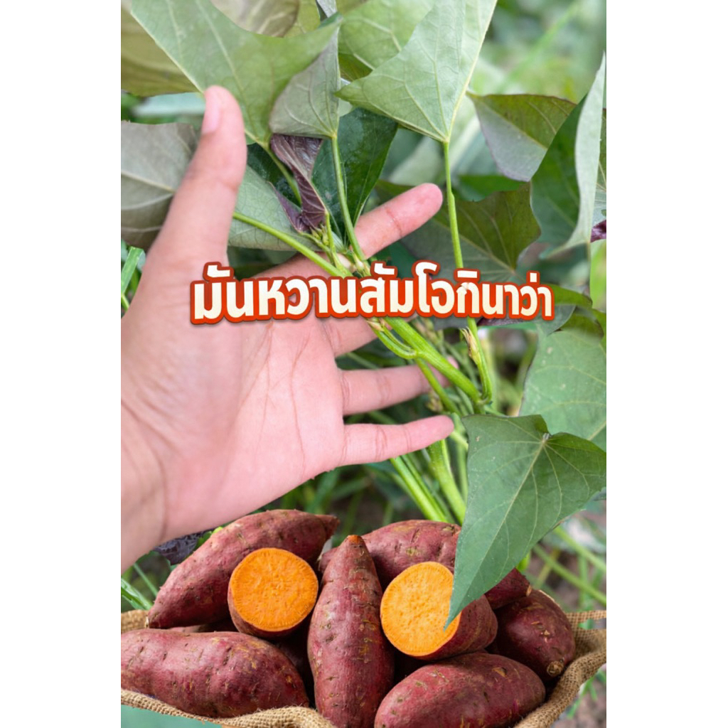 มันหวานญี่ปุ่นส้มโอกินาวา 100% f1 60ยอด 50บาท(ไร่นายฤทธิชัยออเกนิคฟาร์ม)
