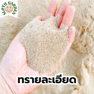 [ส่งเร็ว] ทรายแม่น้ำปิงแท้ 100% ทรายสีทองธรรมชาติ ล้างสะอาด เม็ดมนไม่คม สำหรับตู้ปลา แคคตัส จัดสวนถาด ไม้ประดับ
