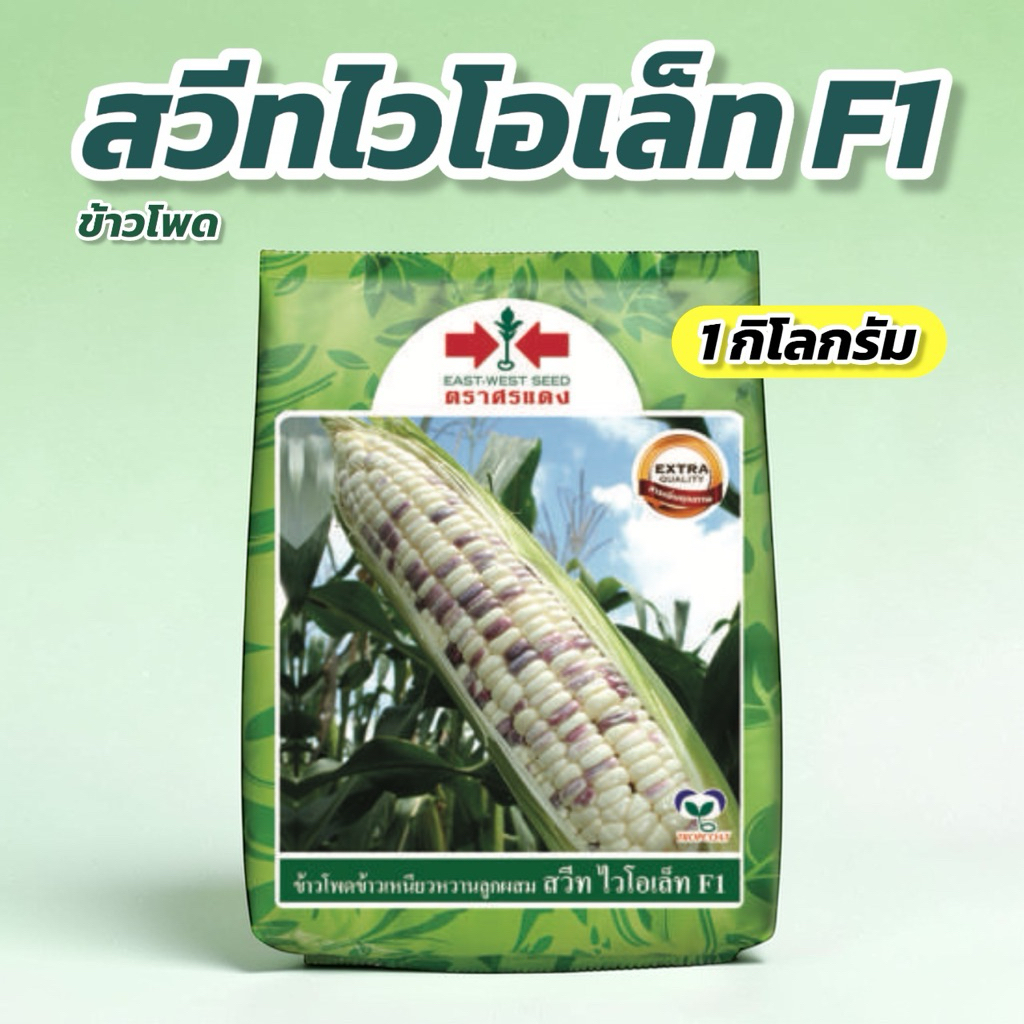 ข้าวโพดข้าวเหนียวหวาน F1 สวีทไวโอเล็ท 1 กิโลกรัม ศรแดง