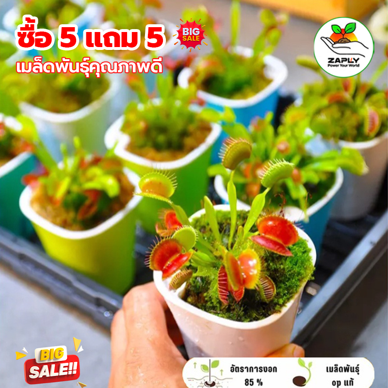 【ซื้อ 5 แถม 5 ฟรี】100เมล็ด เมล็ดพันธุ์ กาบหอยแครง พืช​กิน​แมลง ​ กับดักงับแมลง กาบหอยแครงฟันฉลาม ต้นไม้กินแมลง