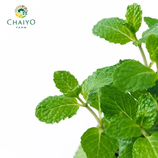 ต้นสะระแหน่ ออร์แกนิค Thai Mint (Organic) กระถาง 4 นิ้ว และ 6 นิ้ว