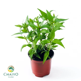 ต้นผักไผ่ หรือ ต้นผักแพว ออร์แกนิค Vietnamese coriander (Organic) กระถาง 4 นิ้ว และ 6 นิ้ว