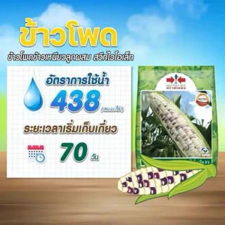 ข้าวโพดข้าวเหนียว สวีทไวโอเล็ท 1,000 เมล็ด ตราศรแดง