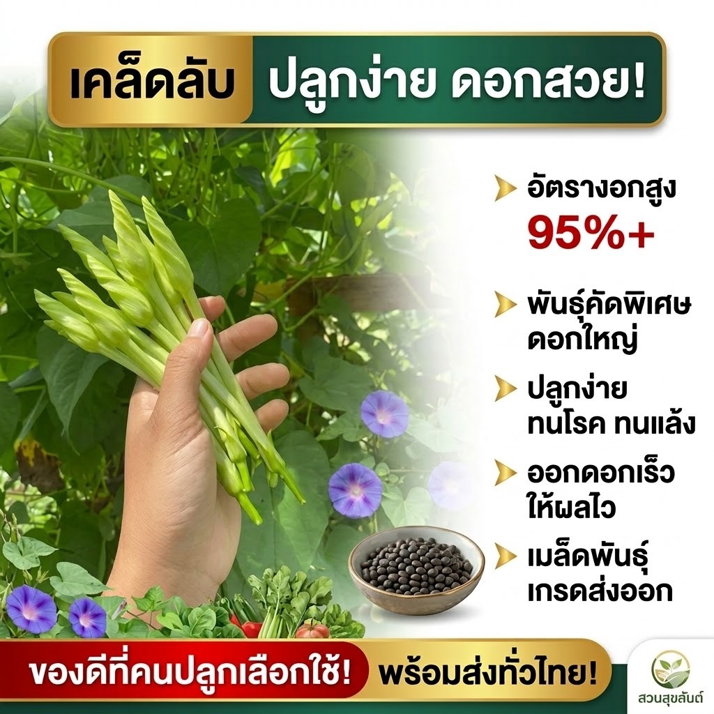 เมล็ดพันธุ์ดอกชมจันทร์สายพันธุ์คัดพิเศษ งอกไว โตแรง ดอกอวบใหญ่ เก็บกินได้ เก็บขายดี ปลูกง่ายได้ผลผลิตเร็ว เหมาะทั้งมือให
