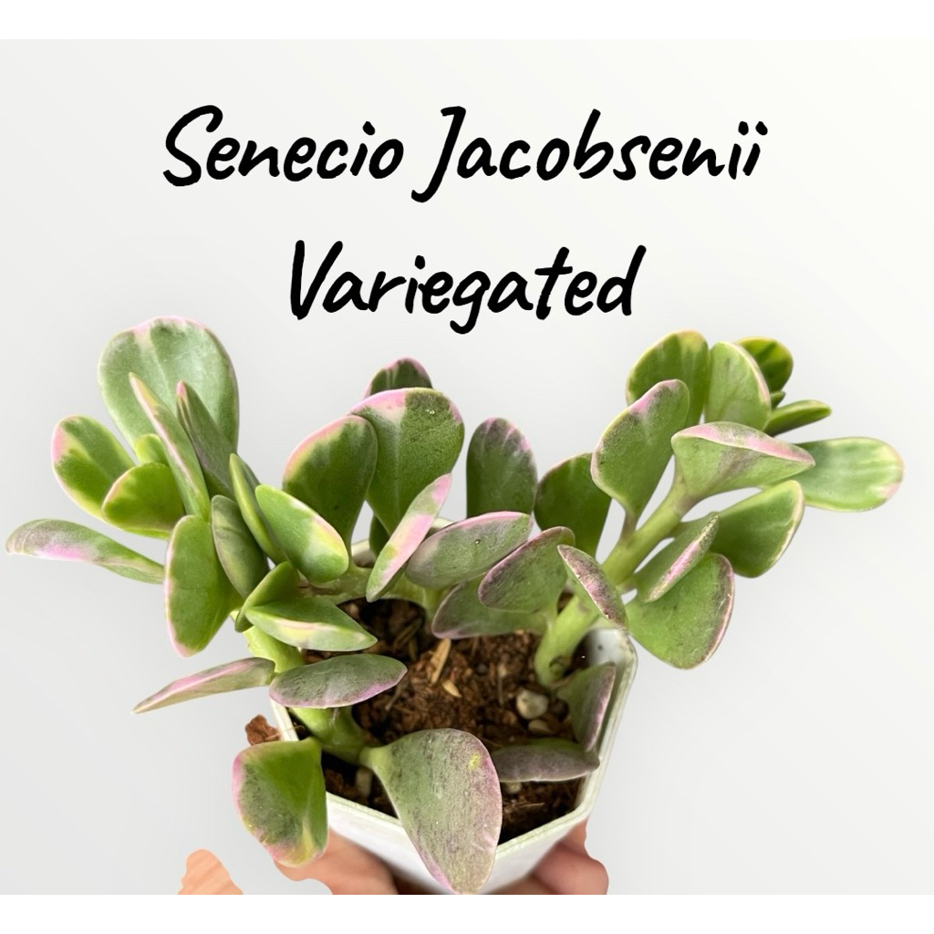 Senecio Jacobsenii Variegated กุหลาบหิน ไม้อวบน้ำ ขนาด 2 นิ้ว