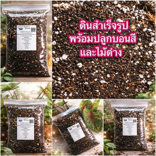 ดินปลูกบอนสี สูตรเร่งสีใบคมชัด แตกใบใหม่ไว ผสมใบมะขามหมัก + ไตรโคเดอร์ม่า ออร์แกนิค 100% สูตรโปร่ง ระบายน้ำดี พร้อมใช้