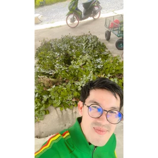 ต้นกระจับเขาควาย 3 ต้น - กระจับเมืองเหน่อ