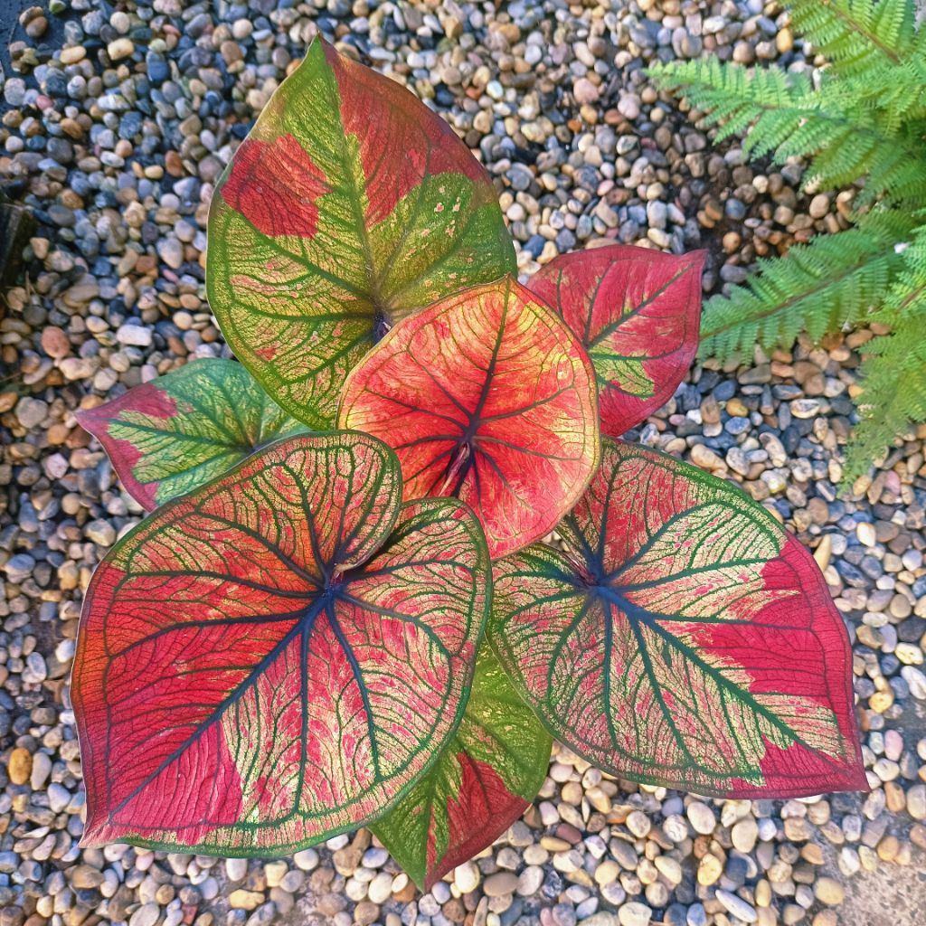 ลิขิตทรัพย์ บอนสี ได้ต้นตรงตามตัวเลือก ส่งของทุกวัน