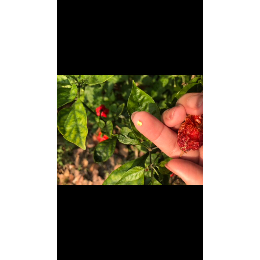 เมล็ดพริก (Ghost Pepper)