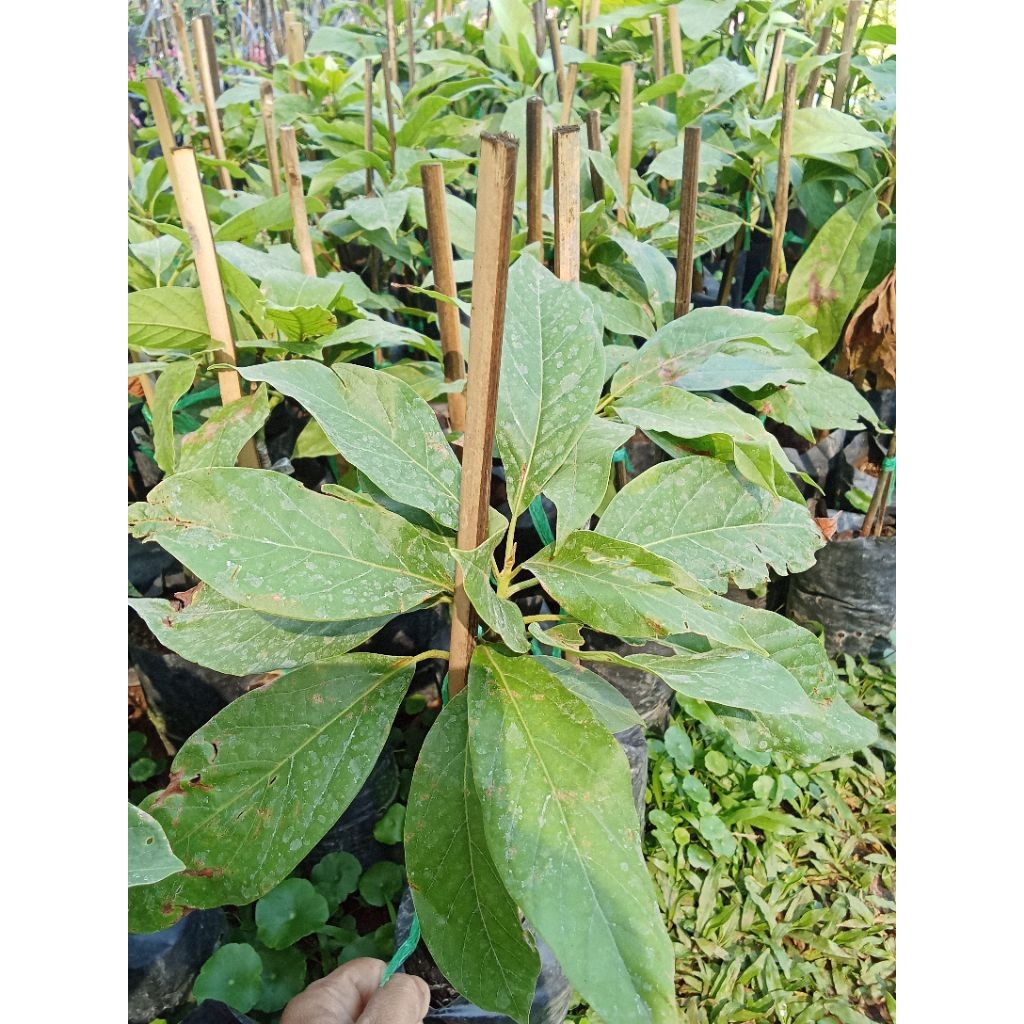 ต้นอะโวคาโดพันธุ์034 ขนาดต้น30-50ซ.มพร้อมจัดส่ง