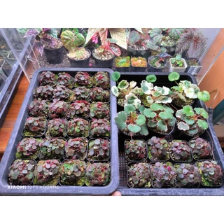 ไมโคร บีโกเนีย สตอเบอรี่ (Micro Strawberry Begonia) ต้นไม้ชื้น บีโกเนีย ขนาดจิ๋วที่สุด สุ่มต้น สวยทุกต้น