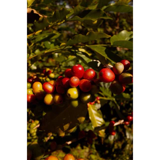 Karo Single Origin Coffee beans - เมล็ดกาแฟ Nan Province Suan Ya Luang คั่วอ่อน