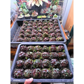 ไมโคร บีโกเนีย สตอเบอรี่ (Micro Strawberry Begonia) ต้นไม้ชื้น บีโกเนีย ขนาดจิ๋วที่สุด สุ่มต้น สวยทุกต้น