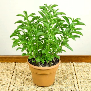 เมล็ดพันธุ์ หญ้าหวาน สตีเวีย Sugarleaf Stevia Seed 200 เมล็ด คุณภาพดี ของแท้ 100%