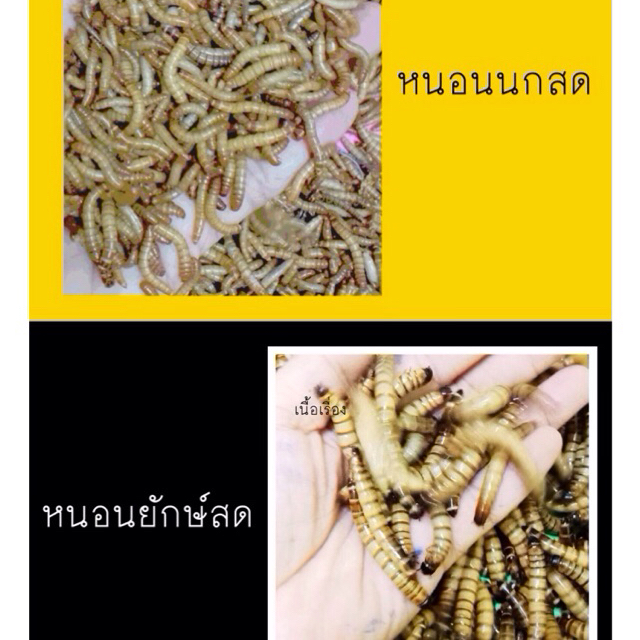 อาหารนก ชูการ์ เม่นแคระ แฮมเตอร์ อาหารสัตว์เลี้ยง ขนาด 500 กรัม