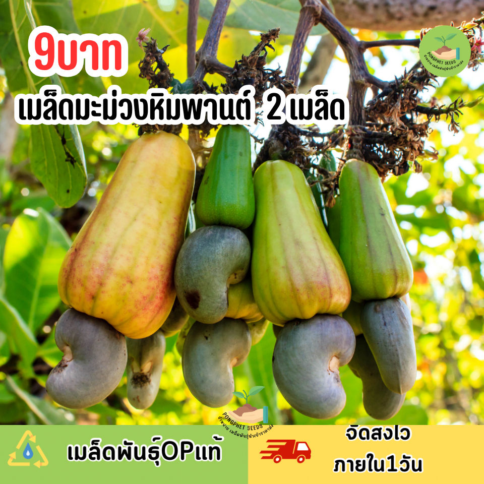 เมล็ดพันธุ์มะม่วงหิมพานต์ 2 เมล็ด