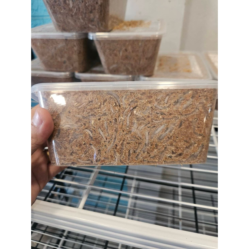 Waxworms หนอนเเว็กซ์ อาหารชูก้าร์ไกลเดอร์  กระรอก หนู นก ปลา 1000ml. รูปที่ 5