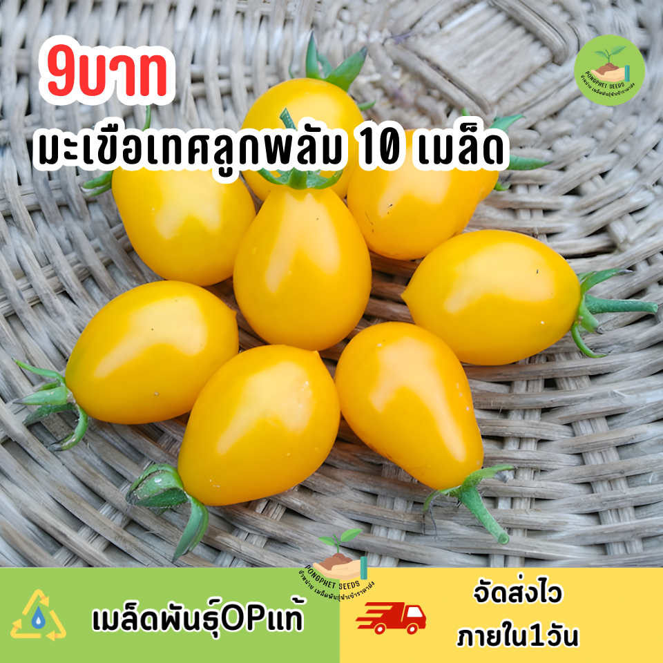 เมล็ดพันธุ์มะเขือเทศลูกพลัม 10 เมล็ด