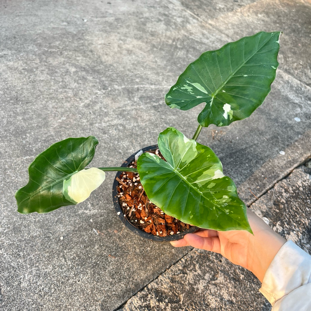 alocasia okinawa silver บอนโอกินาว่าซิลเวอร์ โอกินาว่า ต้นแม่นำเข้าจากญี่ปุ่น ต้นแข็งแรง