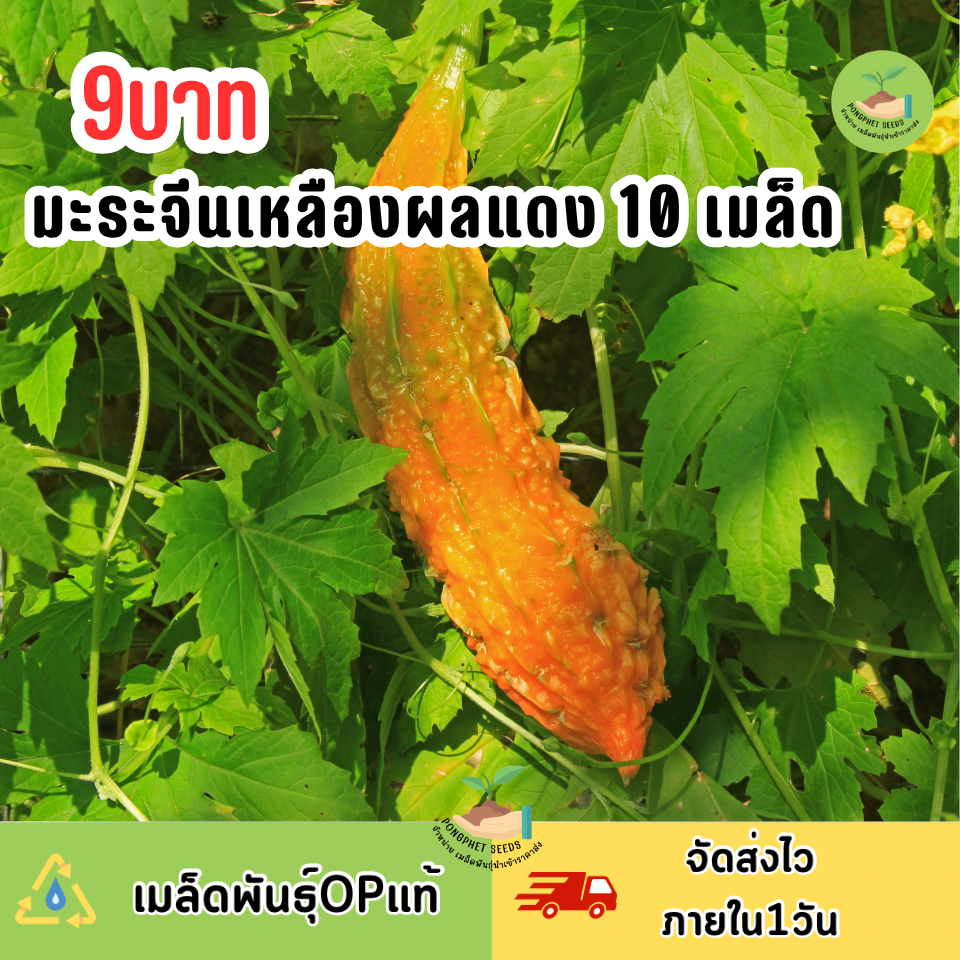 เมล็ดพันธุ์มะระจีนเหลืองผลแดง 10 เมล็ด ราคาถูก Shopee Lazada