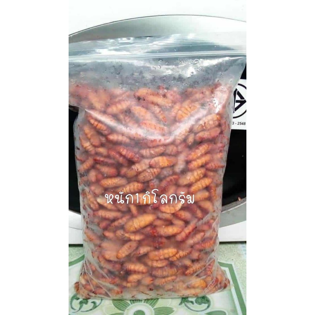 ดักแด้ น้ำหนัก1กิโล สดใหม่ทุกวัน