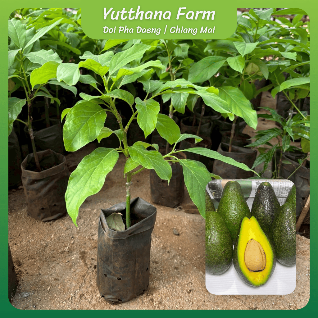ต้นอโวคาโด้ พบพระ 08 เสียบยอดแท้ 100% เนื้อแห้งมันหนึบ ลูกดก ทนโรค ส่งตรงจาก ยุทธนาฟาร์ม เชียงใหม่