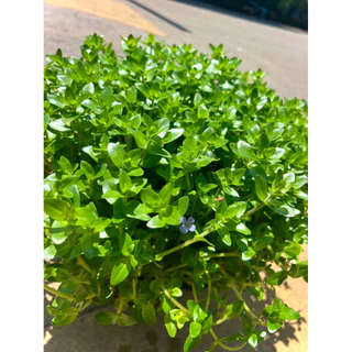 Giant Bacopa ต้น ลานไพลิน ไม้อวบน้ำดอกสีม่วงอมน้ำเงิน ใช้ประดับอ่างปลา ช่วยเป็นที่หลบภัยให้ลูกปลา