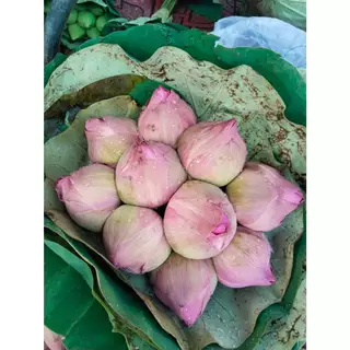 บัวชมพู ช่อดอกบัวพับใหญ่ ไหว้พระ 10 ดอก 19 ดอก สีชมพู ส่งตรงจากปากคลองตลาด [ส่งทันทีในวัน⚡]