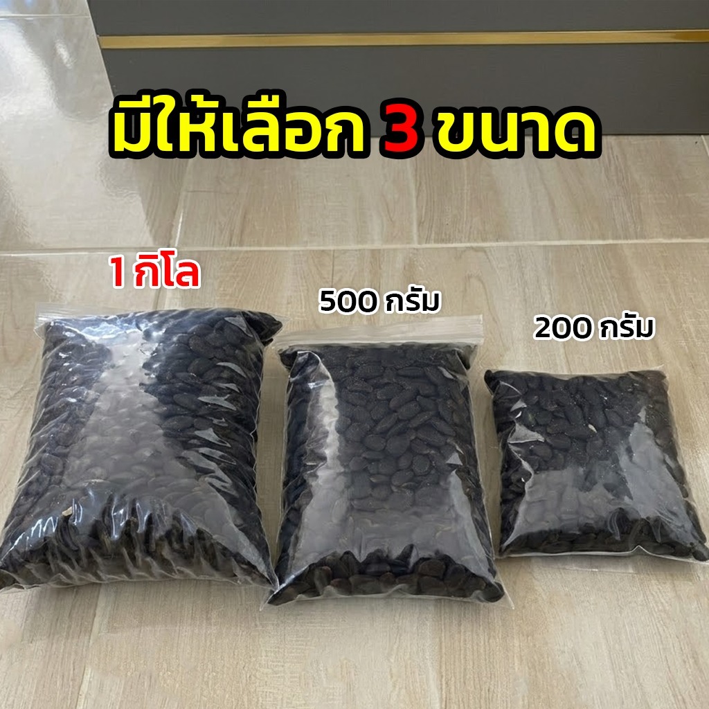 เม็ดเหรียงสำหรับเพาะ เม็ดเหรียงป่า เม็ดสวยๆ พร้อมส่ง