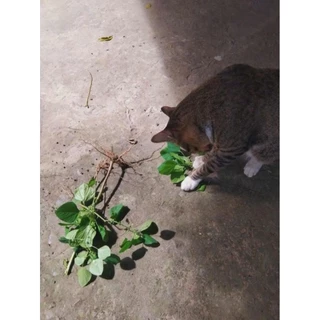 ตำแยแมว และกัญชาแมว ออแกนิก ไร้สารพิษ 100% 🌿 ชุด" 20 " ต้น