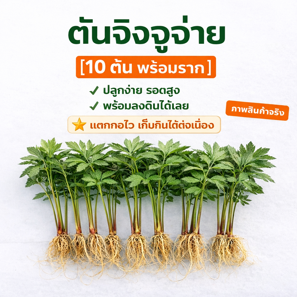 จิงจูฉ่าย ชุด 10 ต้น (มีราก ไม่มีดิน) พร้อมปลูก ปลูกง่าย โตไว ผักสมุนไพร เก็บกินได้ต่อเนื่อง