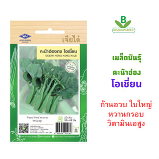5 แถม 1 เมล็ดพันธุ์ คะน้าฮ่องกง โอเชี่ยน  เจียไต๋ เก็บเกี่ยว…