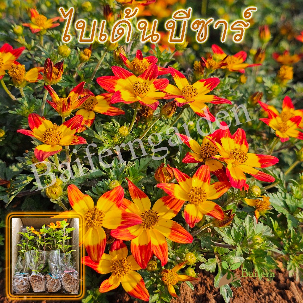 ต้นกล้าดอกไบเด้นส์บีซาร์ (Bidens Beezar) ดอกไม้กินได้ ต้นกล้าพร้อมส่ง ต้นแข็งแรงรากเยอะพร้อมปลูก ราคา ถูกที่สุด ดีลบีเคเค