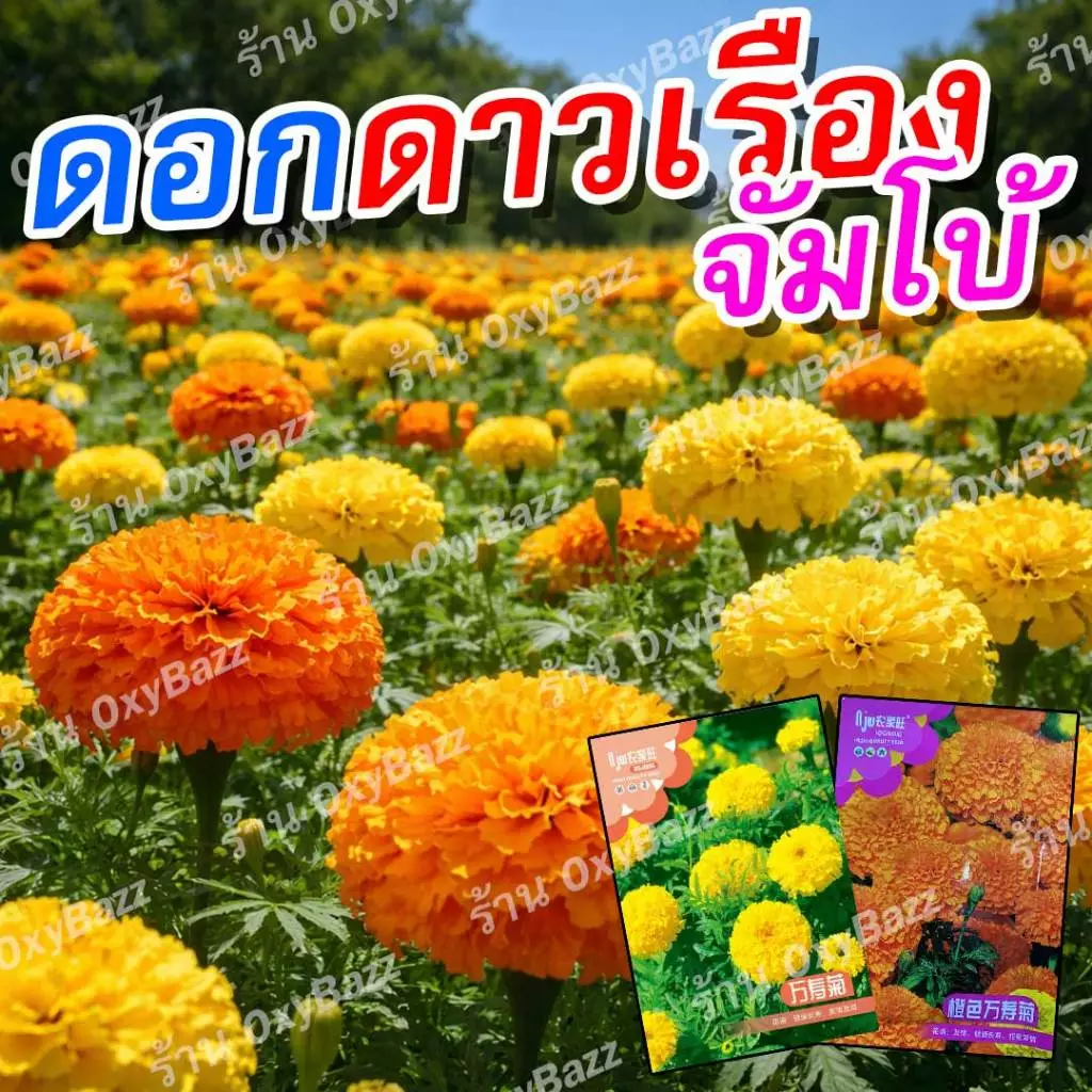 เมล็ดดอกดาวเรืองจัมโบ้ 130 เมล็ด ดอกดาวเรืองสีส้ม สีเหลือง ดอกใหญ่ ปลูกง่าย โตไว ออกดอกเร็ว