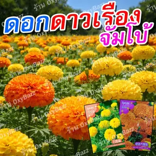 เมล็ดดอกดาวเรืองจัมโบ้ 130 เมล็ด ดอกดาวเรืองสีส้ม สีเหลือง ดอกใหญ่ ปลูกง่าย โตไว ออกดอกเร็ว