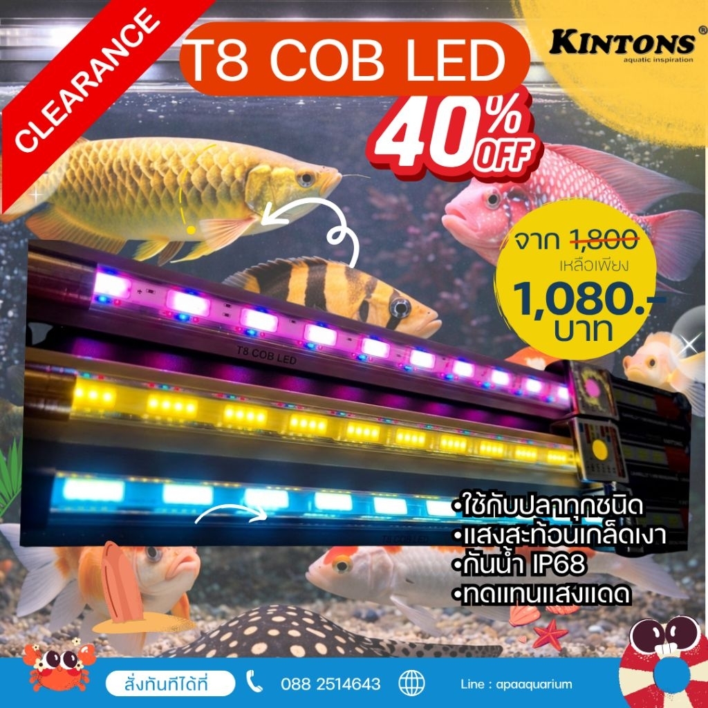 หลอดไฟ Kintons T8 LED COB(Chip On Bord) ให้แสงสว่างมากขึ้น และช่วยพัฒนาสีสันปลา ใช้แล้วน้ำไม่แดง @kintons