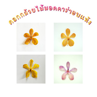 Prosco |ดอกกล้วยไม้มอคคาร่าอบแห้ง ขนาด 6-8 cm. สำหรับงานตกแต…