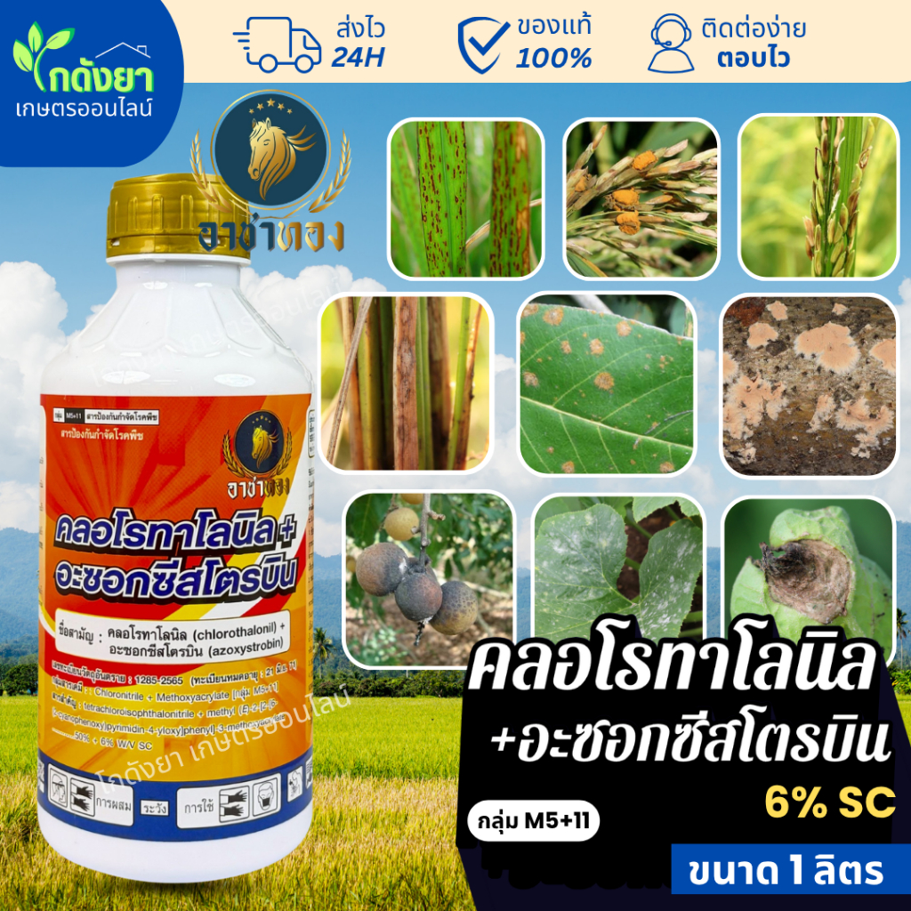 คลอโรทาโลนิล+อะซอกซีสโตรบิน 1 ลิตร หยุดการเจริญของเชื้อราทันที