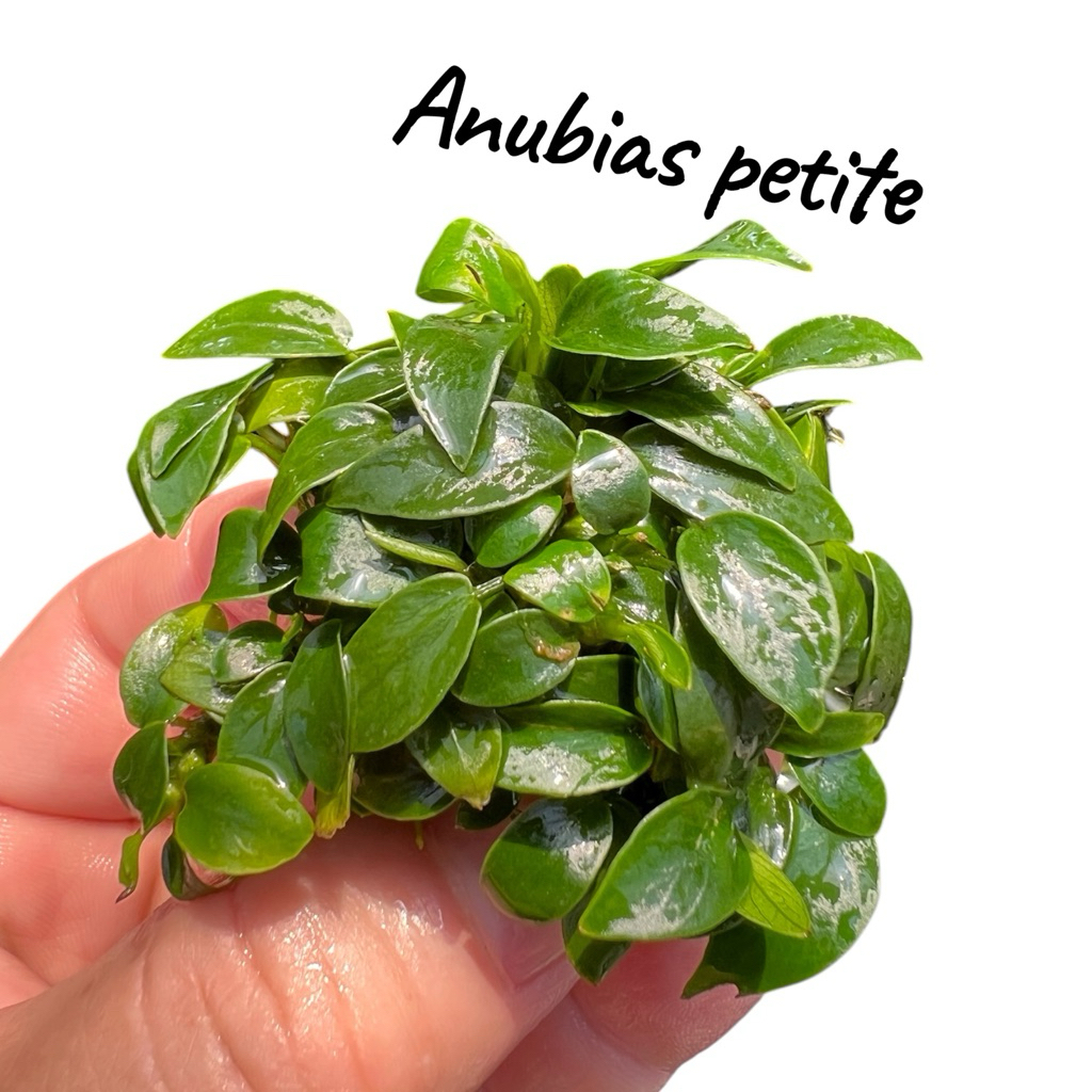 [MIN] อนูเบียส anubias petite พีทีท ต้นไม้น้ำ ต้นเตี้ย เลี้ยงง่าย ทน ไม้น้ำไม่ต้องใส่co2 เลี้ยงได้